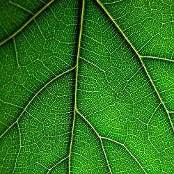 Máster en Traducción Medioambiental